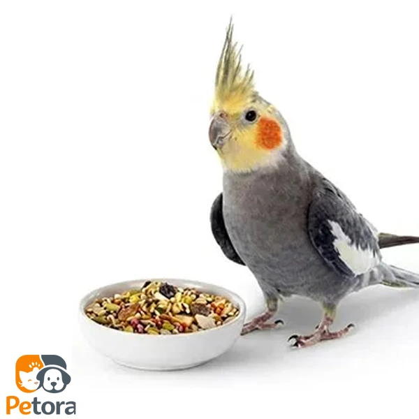 غذای خشک عروس هلندی و طوطی سانان کوچک اوشکایا 1 کیلوگرم پتورا